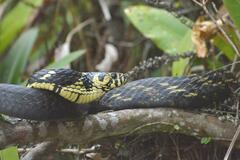 Spilotes pullatus