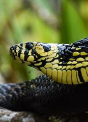 Spilotes pullatus
