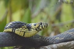 Spilotes pullatus