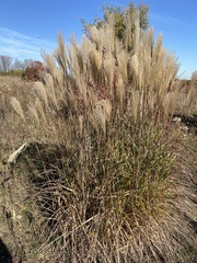 Miscanthus sinensis