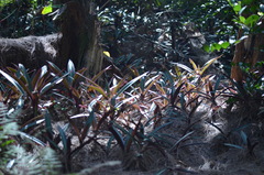 Tradescantia spathacea