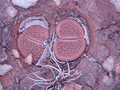 Lithops hookeri