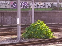Paulownia tomentosa
