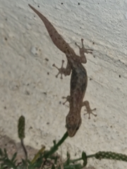 Afrogecko porphyreus