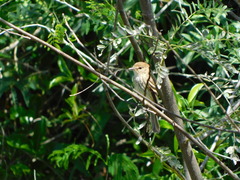 Myiophobus fasciatus