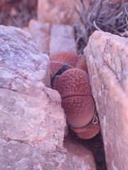 Lithops hookeri