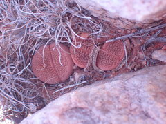 Lithops hookeri