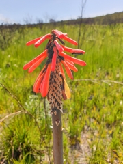 Kniphofia uvaria