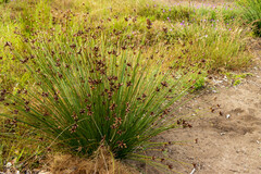 Hellmuthia membranacea