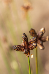 Hellmuthia membranacea