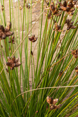 Hellmuthia membranacea