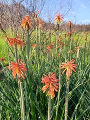 Kniphofia uvaria