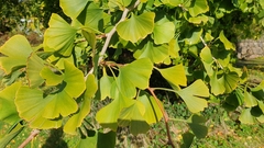 Ginkgo