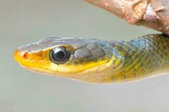 Chironius bicarinatus