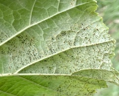 Phyllactinia guttata