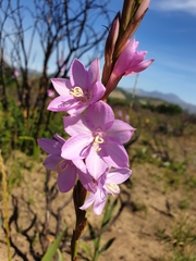 Watsonia marginata