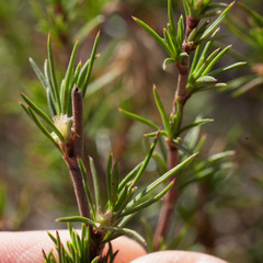 Cliffortia