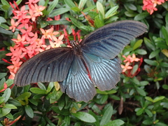 Papilio memnon heronus