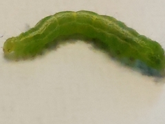 Trichoplusia ni