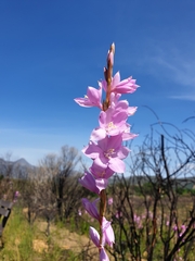 Watsonia marginata