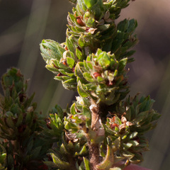 Cliffortia polygonifolia