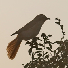 Lanius phoenicuroides
