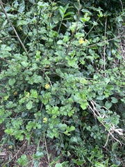 Hibiscus pedunculatus