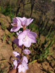 Watsonia marginata