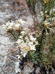 Gnidia pinifolia