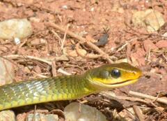 Chironius bicarinatus