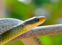 Chironius bicarinatus