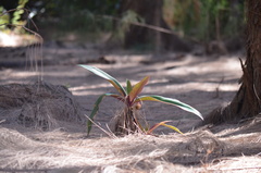 Tradescantia spathacea