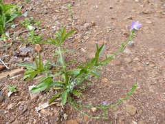 Triodanis