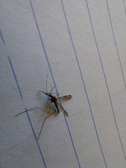 Anopheles punctipennis