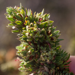 Cliffortia polygonifolia