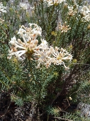 Gnidia pinifolia