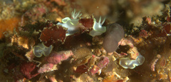 Glossodoris buko