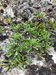 Globularia cordifolia