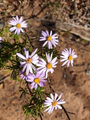 Felicia filifolia