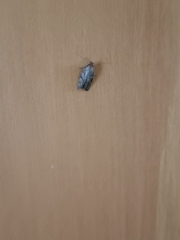 Hofmannophila pseudospretella