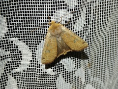 Conistra erythrocephala