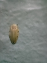 Aspisoma