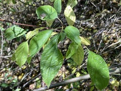 Celastrus scandens