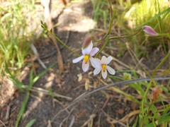 Cyanella hyacinthoides
