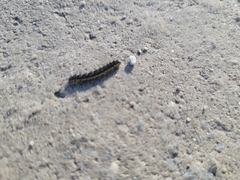 Arctiinae