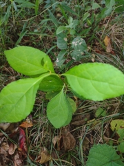 Celastrus orbiculatus