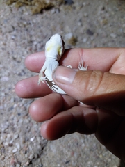 Gekkota