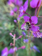 Bombus kirbiellus