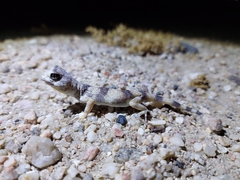Gekkota