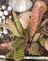 Gasteria